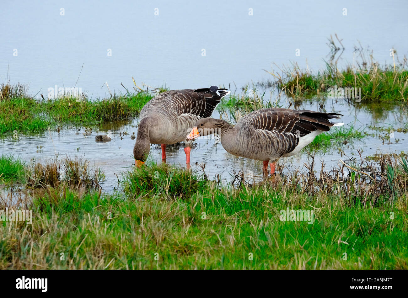 greylag geese at cley nature reserve, north norfolk, england Stock Photo
