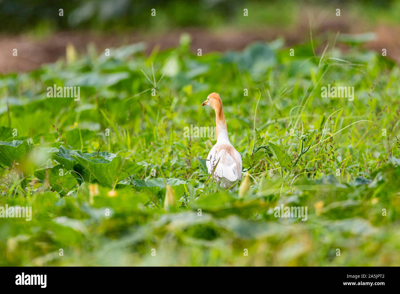 Cattle heron Ardea cinerea standing in a meadow. Looking for food in tall grass. The cattle heron is a long-legged predatory wading bird of the heron Stock Photo