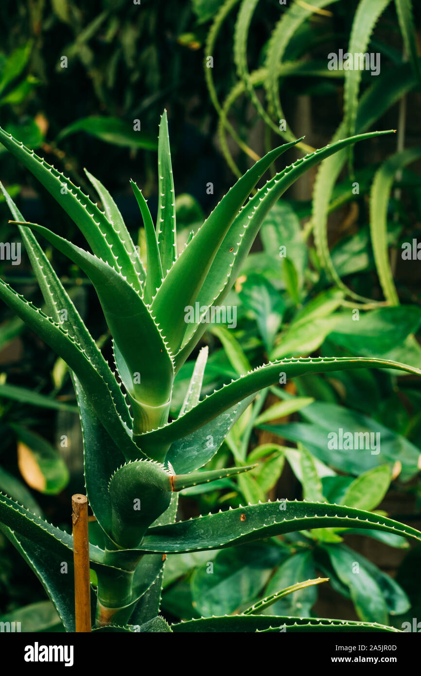 Close View Of Aloe Arborescens In Botanical Garden. Stock Photo