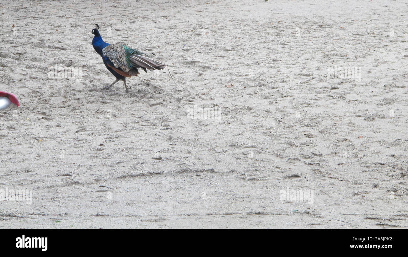 peacock in the park Stock Photo - Alamy
