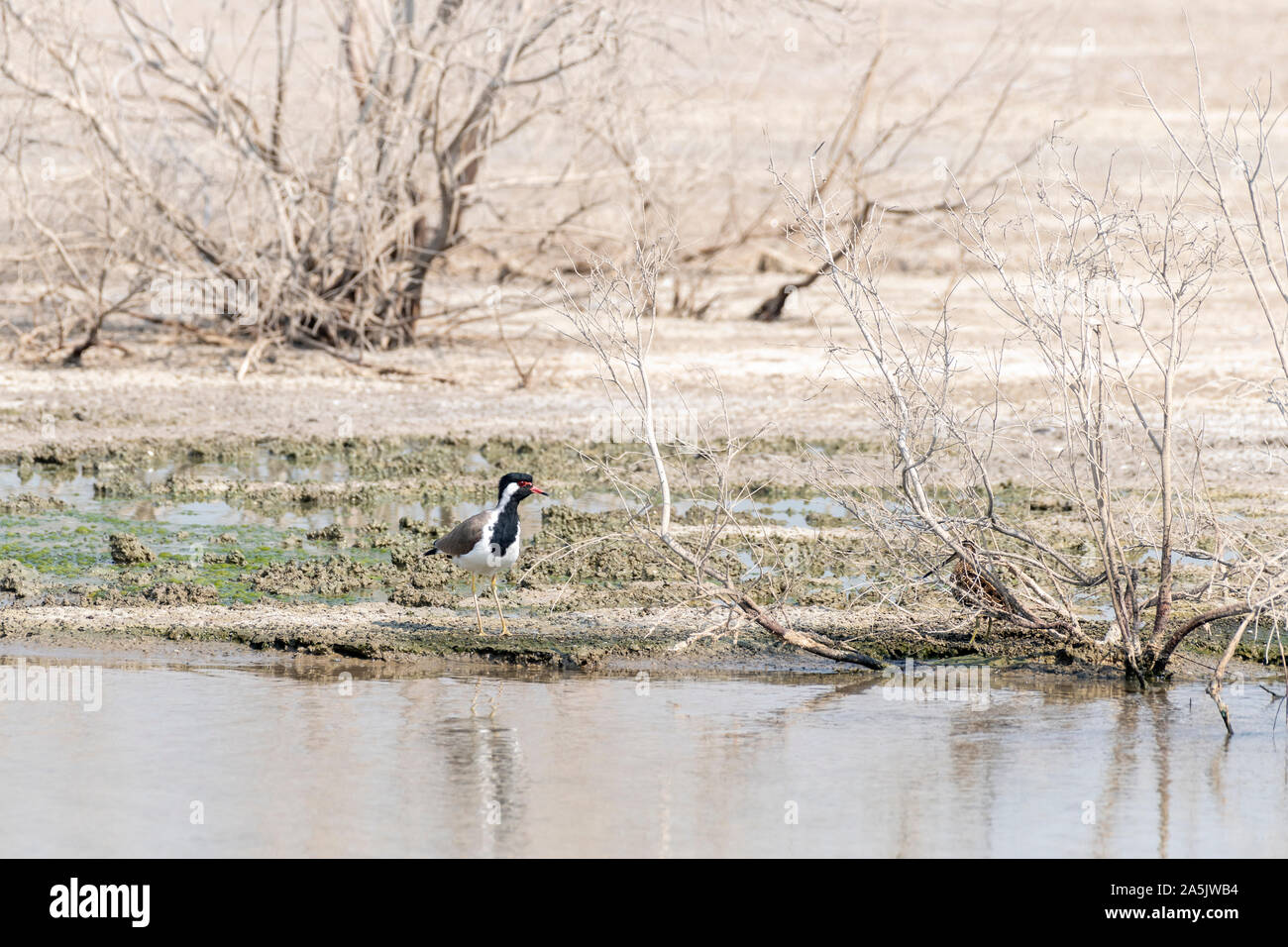 Single Isolated wetlands aquatic bird, Stock Photo