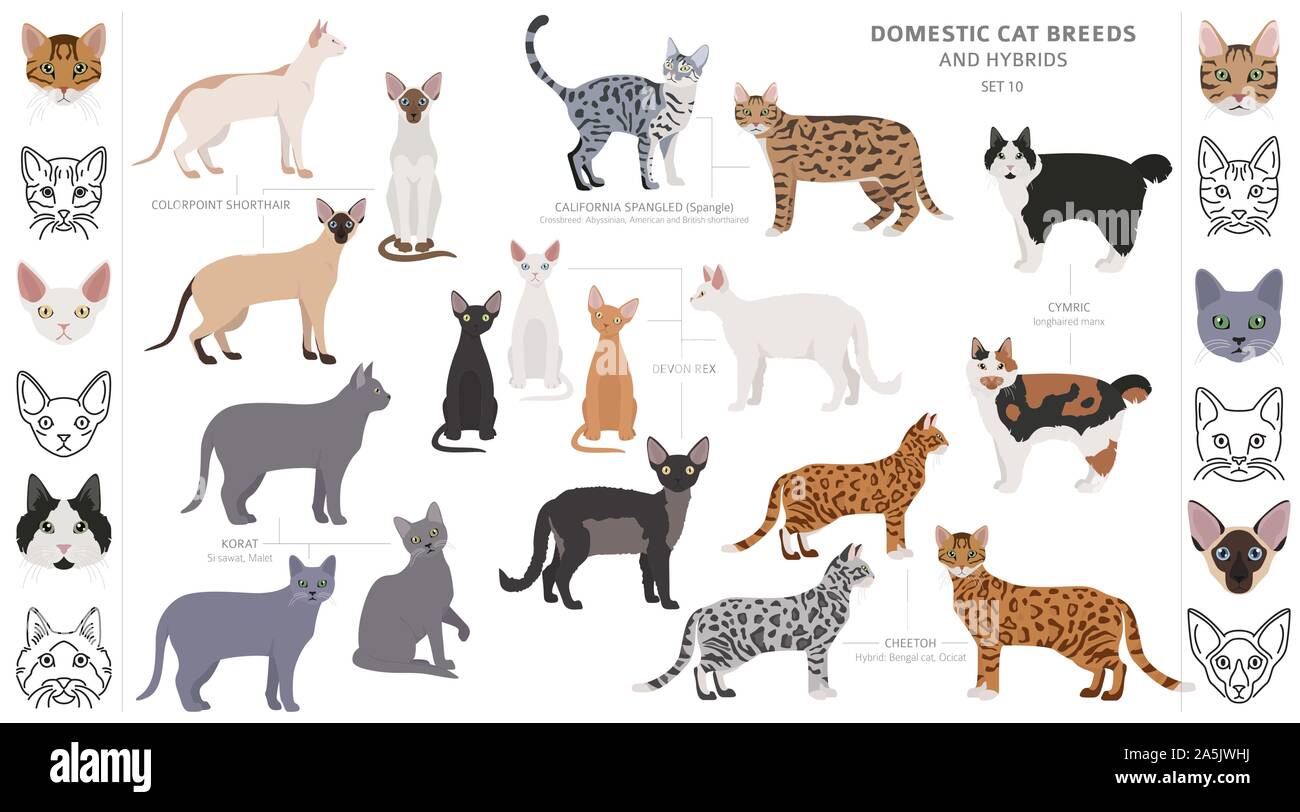 k9 advantix ii topical extra large dog flea & tick treatment