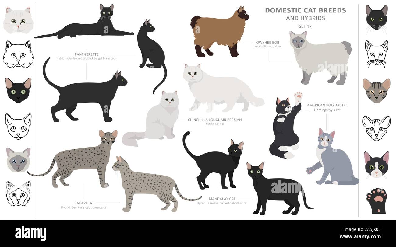 Domestic cat breeds and hybrids collection isolated on white. Flat style set. Different color and country of origin. Vector illustration Stock Vector