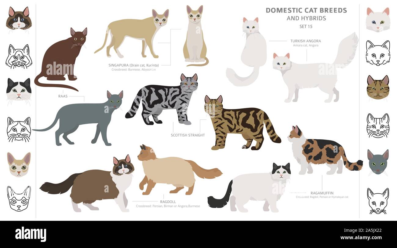 Domestic Cat Breeds And Hybrids Collection Isolated On White Flat Style Set Different Color And Country Of Origin Vector Illustration Stock Vector Image Art Alamy