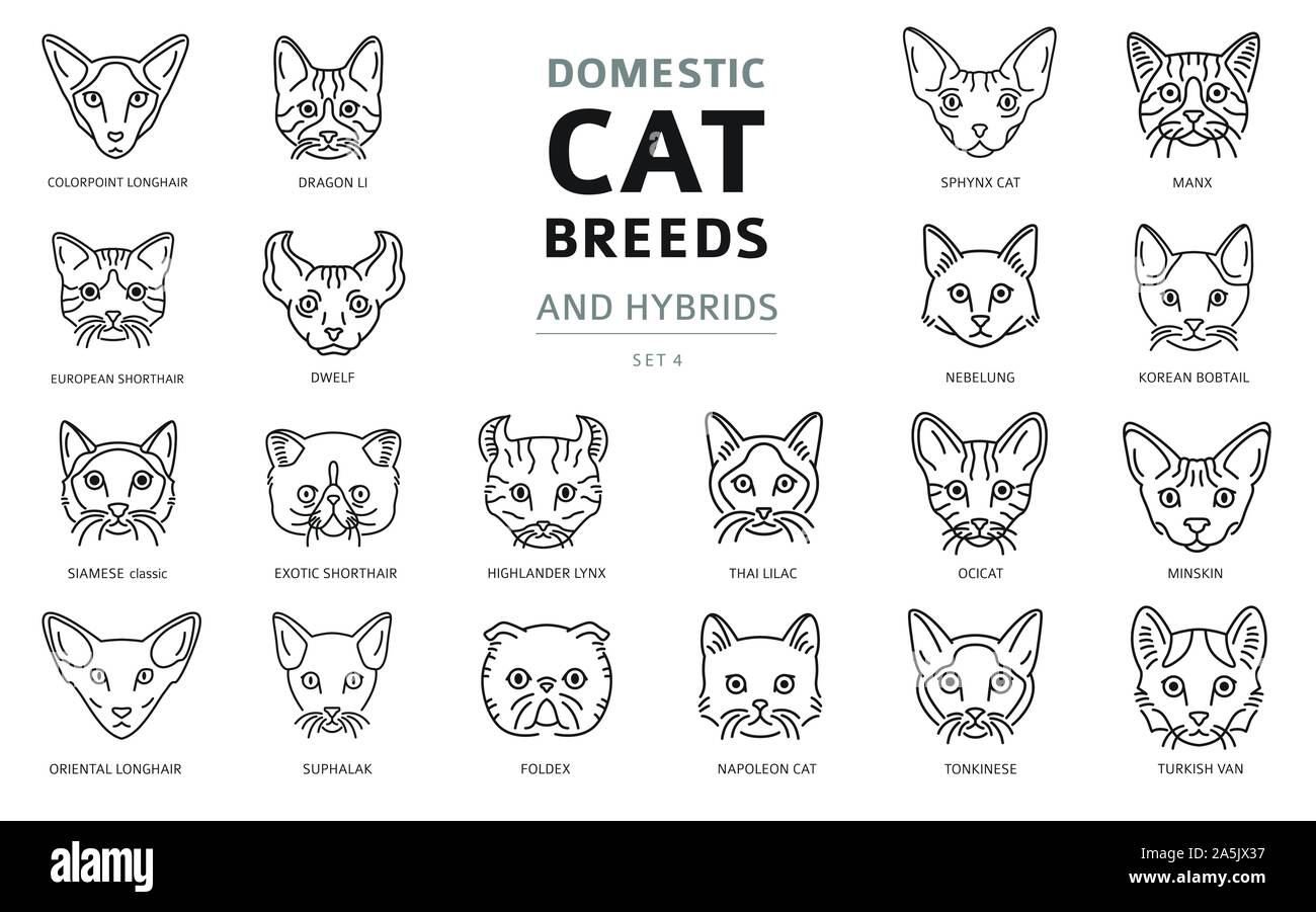 s cat breeds