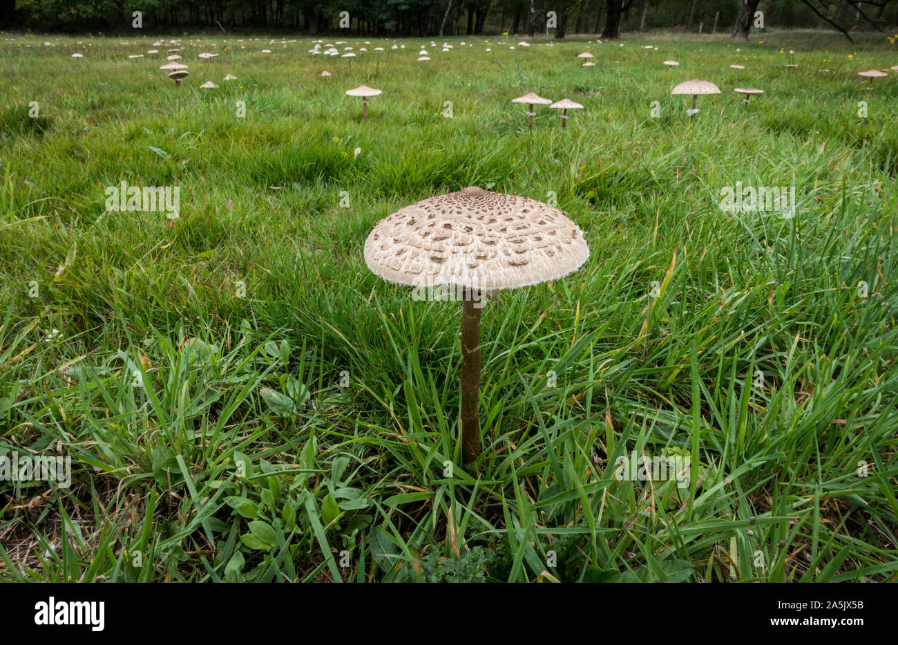 Green meadow with edible Parasol mushrooms, (Macrolepiota procera), Netherlands. Stock Photo