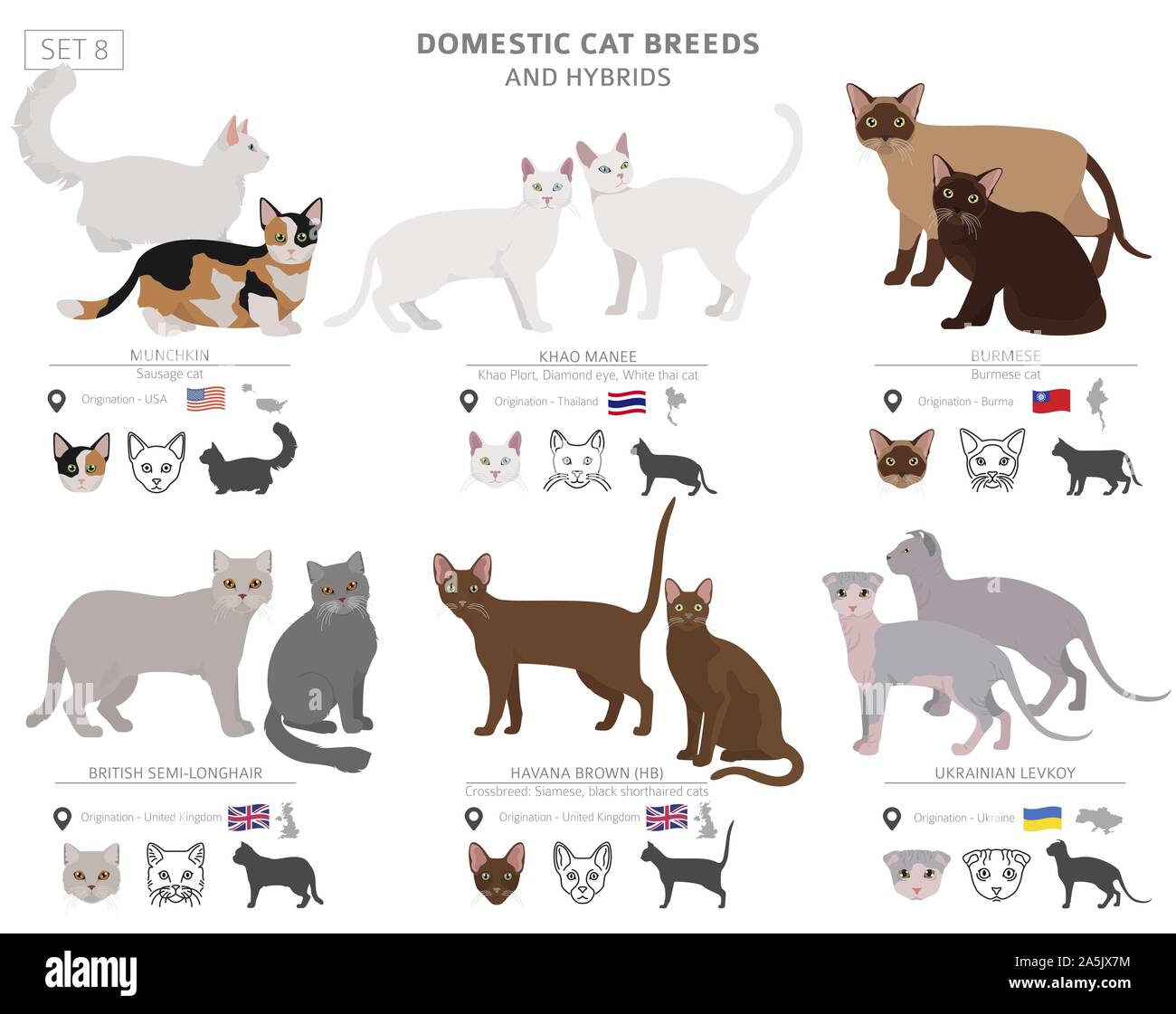 Cat breeds hotsell by country