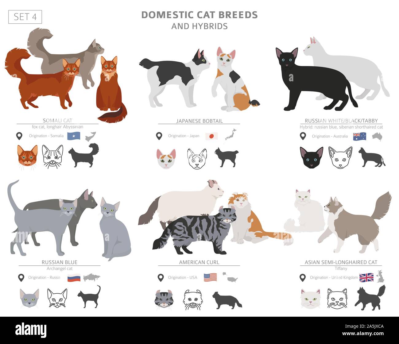 Domestic cat breeds and hybrids collection isolated on white. Flat ...