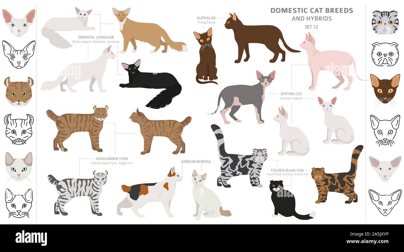 Domestic cat breeds and hybrids collection isolated on white. Flat style set. Different color and country of origin. Vector illustration Stock Vector