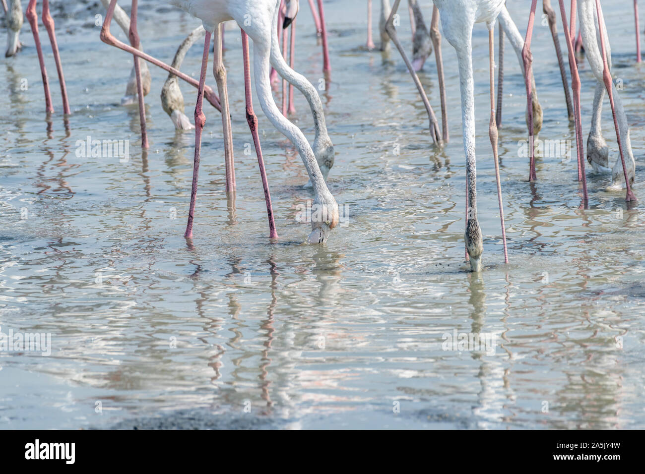 The Greater Flamingoes eating in a wetland Stock Photo Biology Diagrams