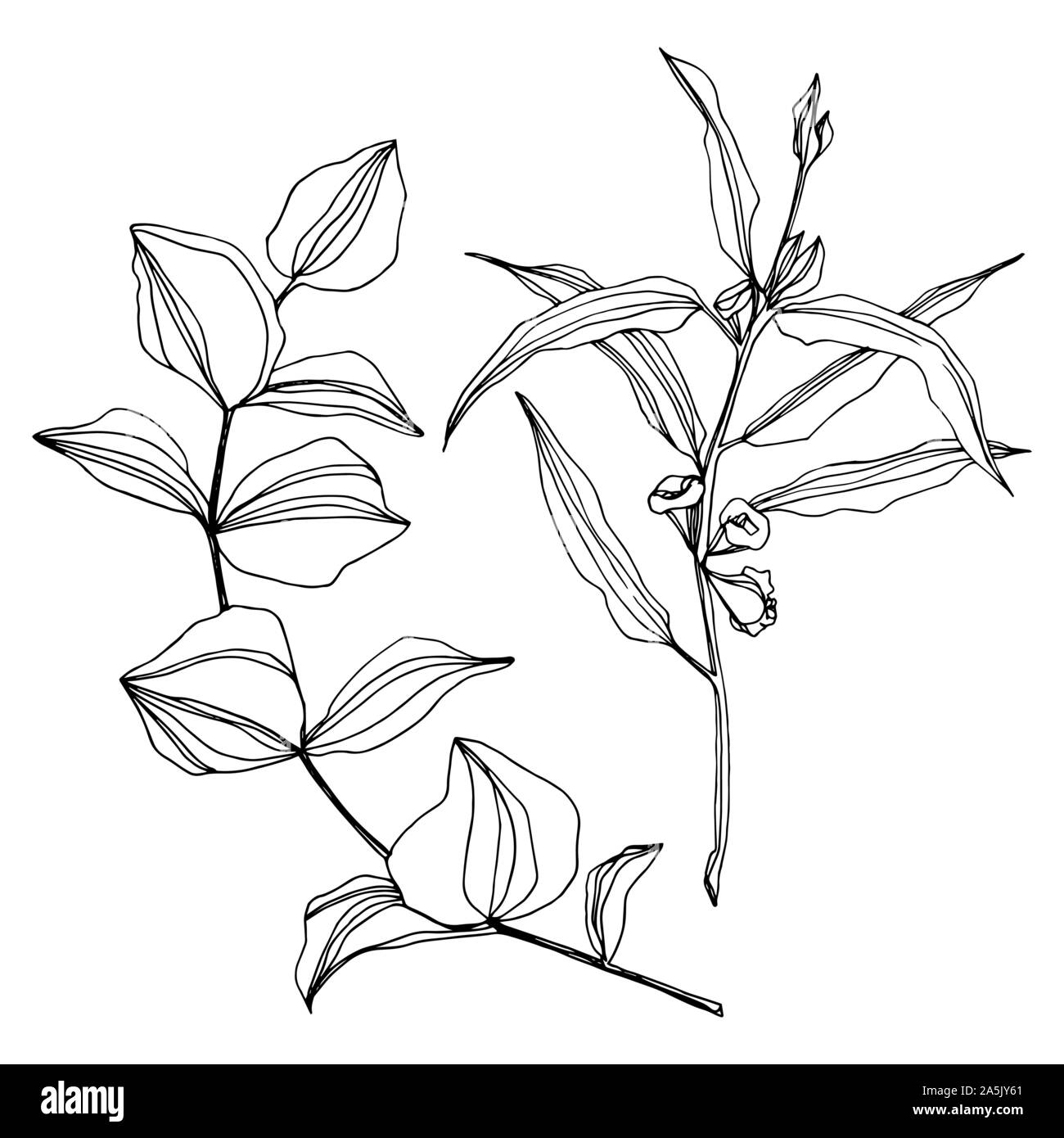 Vector Eucalyptus tree leaves. Black and white engraved ink art ...