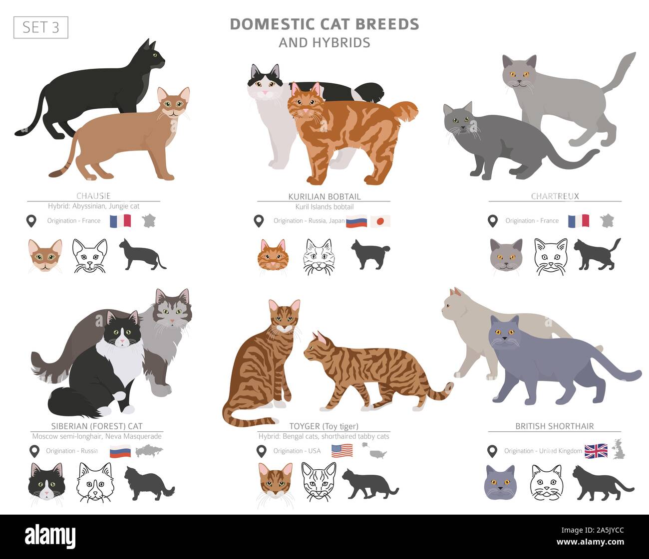 Domestic Cat Breeds And Hybrids Collection Isolated On White Flat 