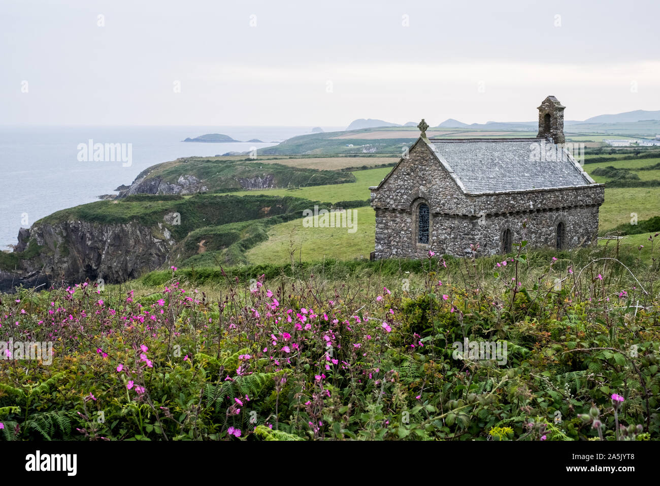 Pink flowers and St Non's Chapel and Holy Well, St. Davids, Pembrokeshire coast, Wales, UK. Stock Photo