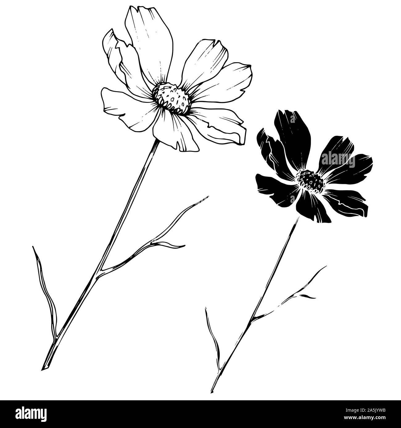 Vector Cosmos floral botanical flowers. Black and white engraved ink ...