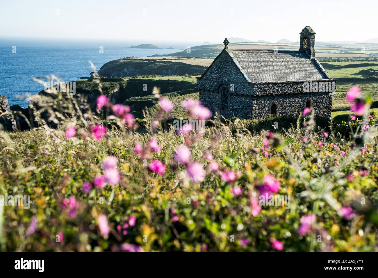 Pink flowers and St Non's Chapel and Holy Well, St. Davids, Pembrokeshire coast, Wales, UK. Stock Photo