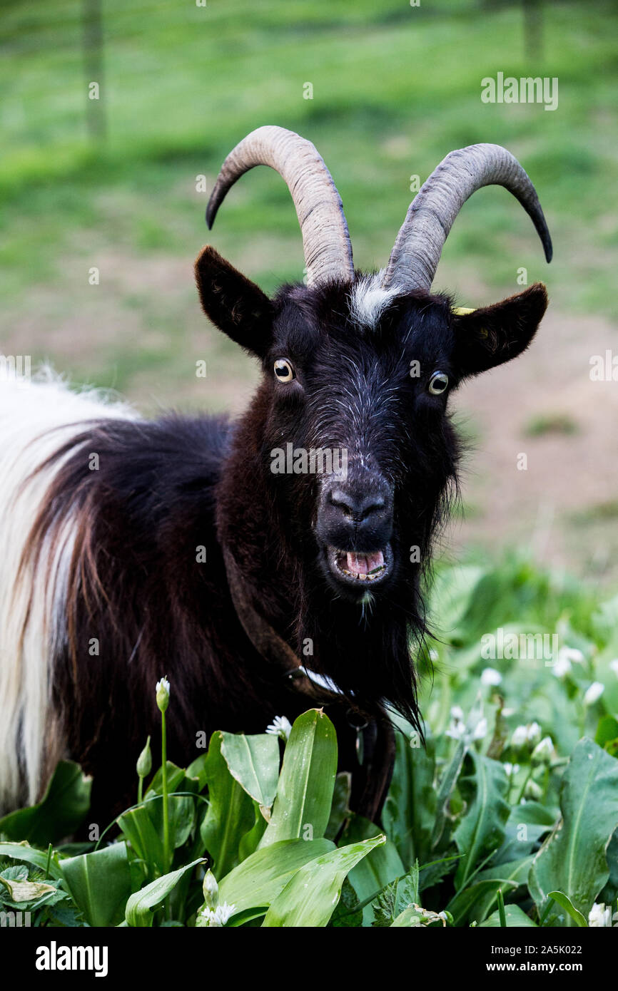 Close up of black billy goat on a farm. Stock Photo