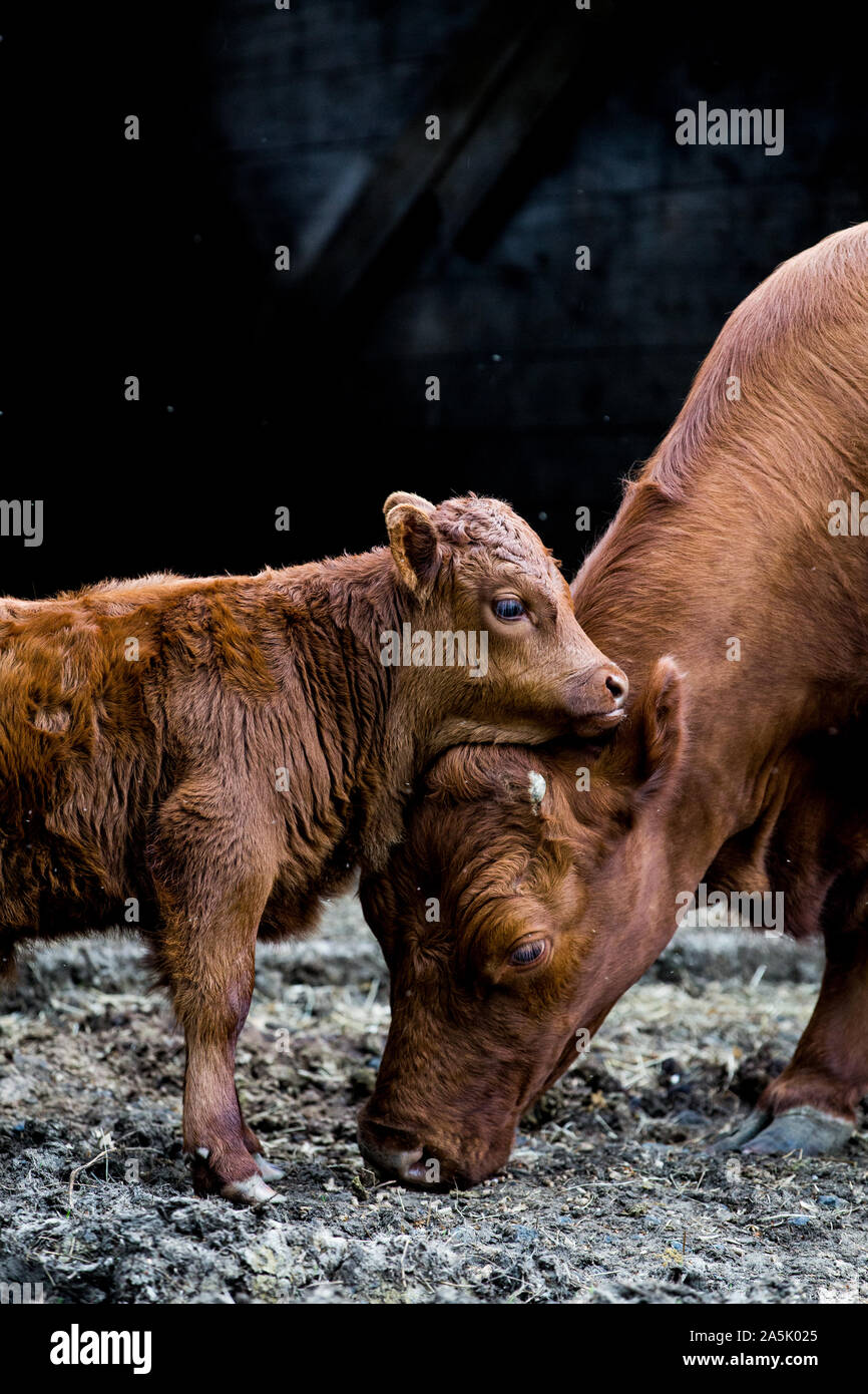 Brown cow and calf standing outside a barn on a farm Stock Photo - Alamy