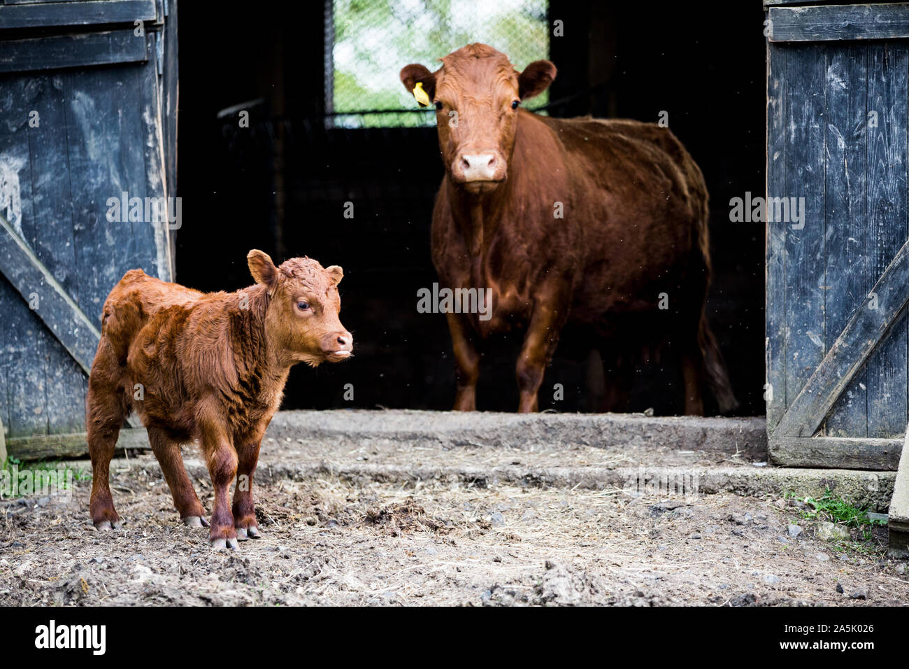 Brown cow and calf standing outside a barn on a farm Stock Photo - Alamy