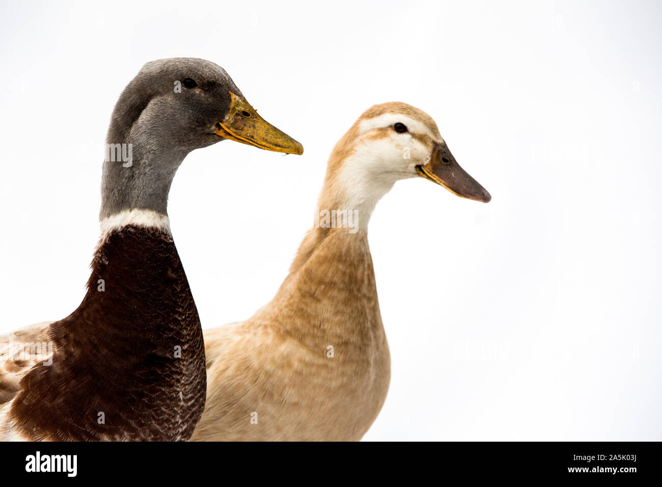 Vertical shot brown ducks hi-res stock photography and images - Alamy