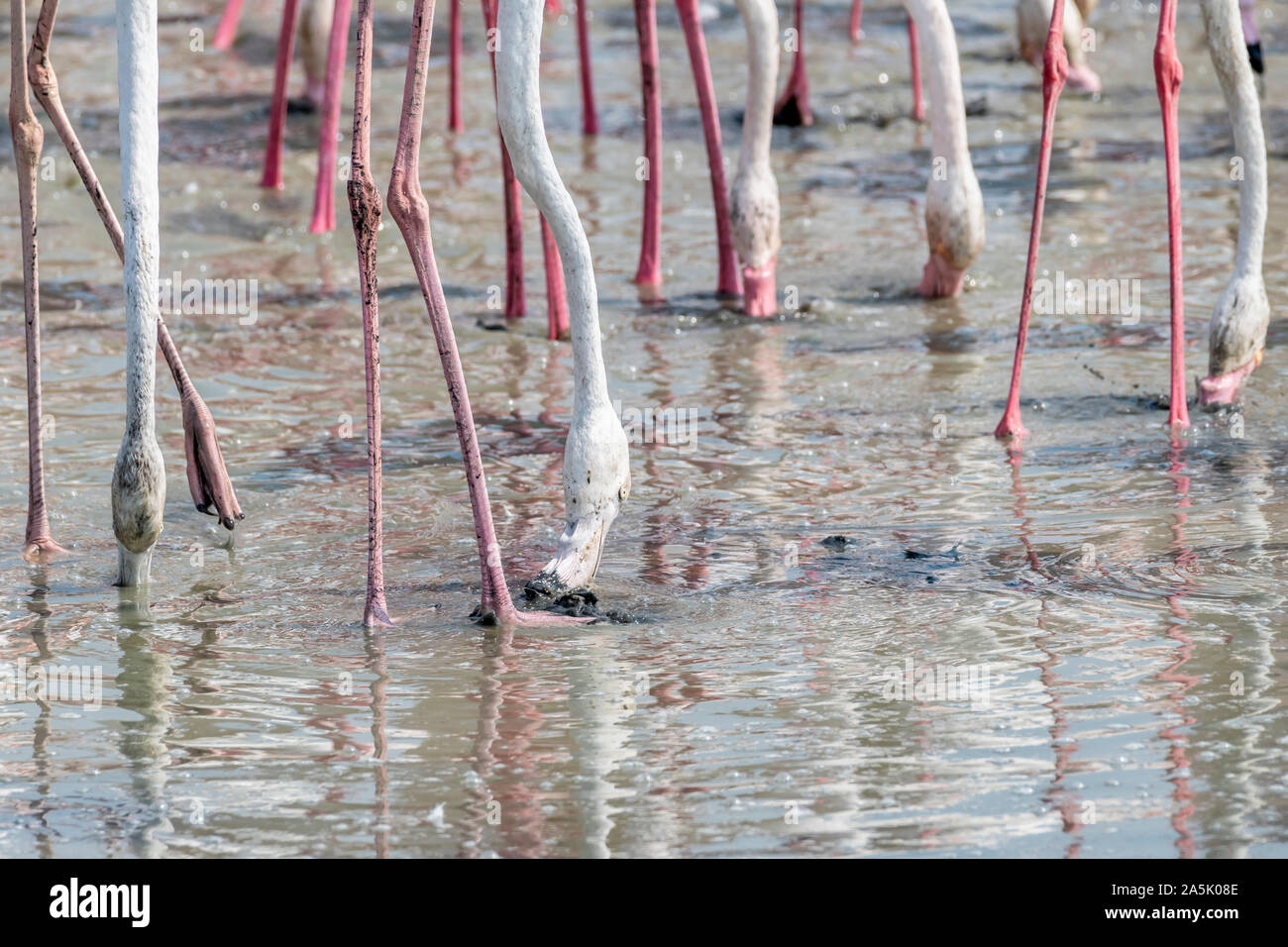 Animals eating in zoo environment hi Biology Diagrams