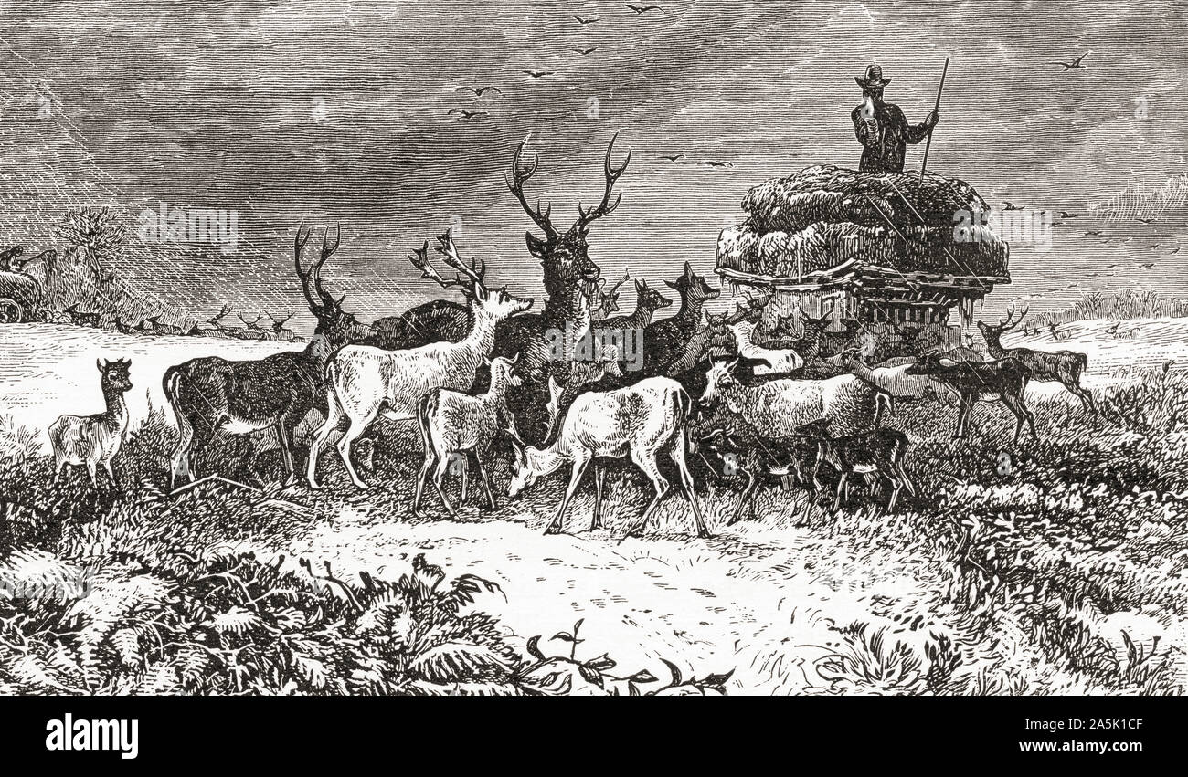 Winter time, feeding the deer in Chatsworth Park, Derbyshire Dales, Derbyshire, England, seen here in the 19th century.  From English Pictures, published 1890. Stock Photo