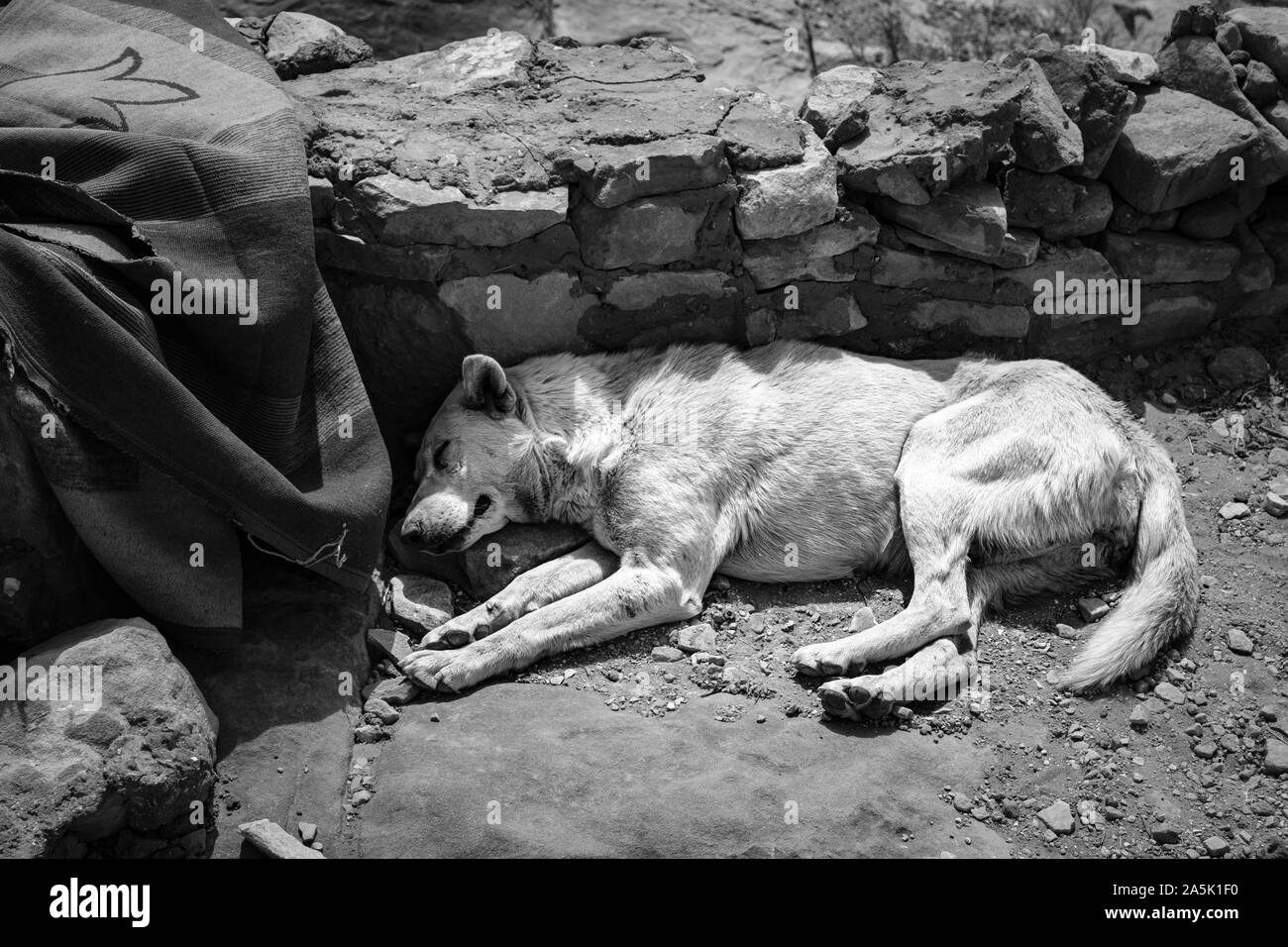 A dog asleep by a wall in the mid day sun on a mountain in Petra, Jordan Stock Photo