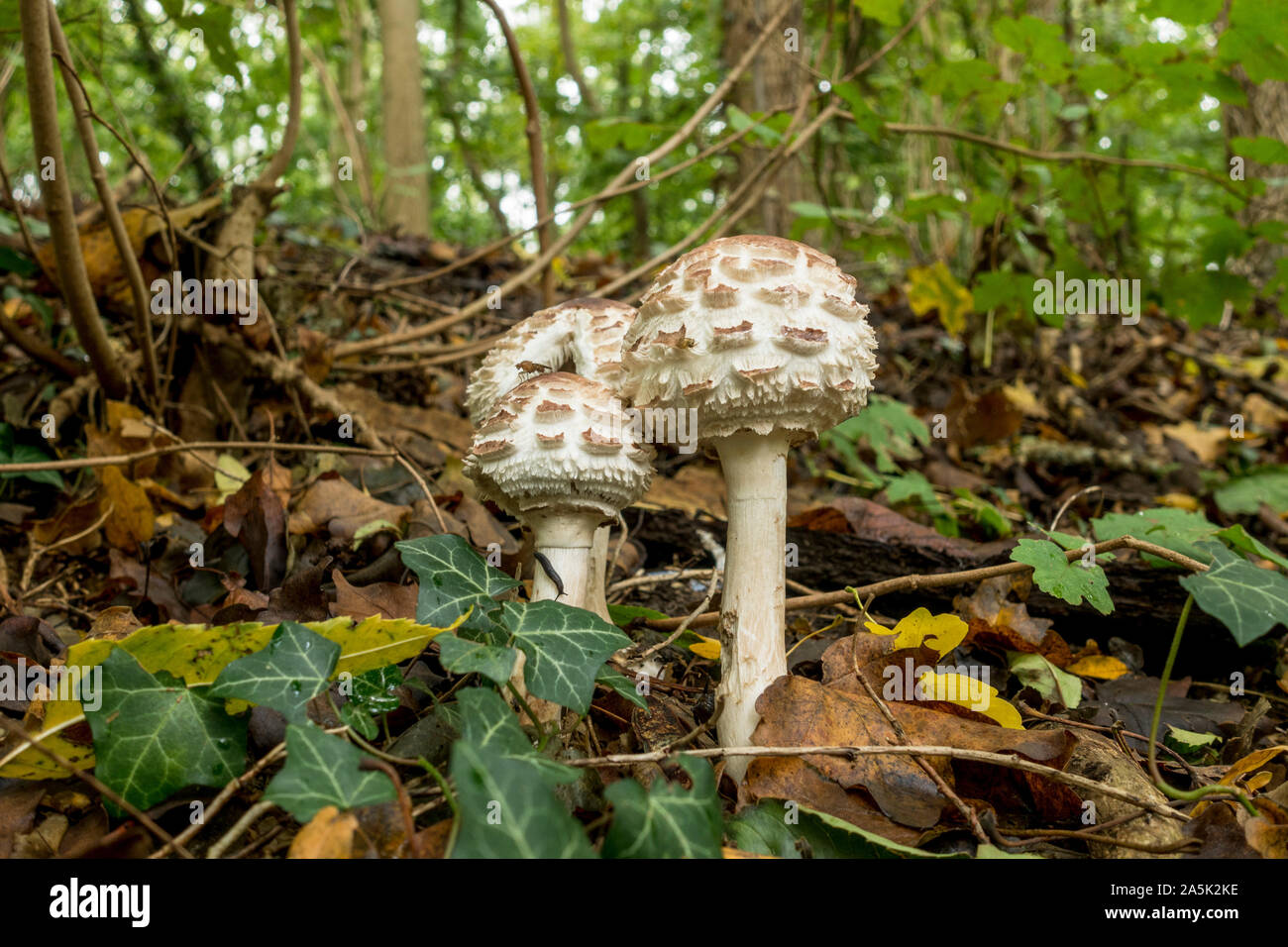 Shaggy Parasol mushroom, (Macrolepiota rachodes), in a forest, autumn, Netherlands. Stock Photo