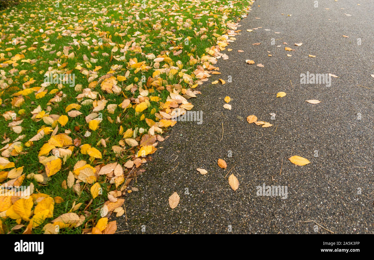 Some Yellow autumn leaves on a tarmac food path on the ground in a park. Stock Photo