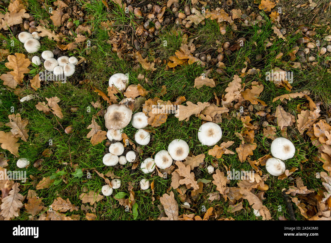 Decomposing leaves hi-res stock photography and images - Alamy