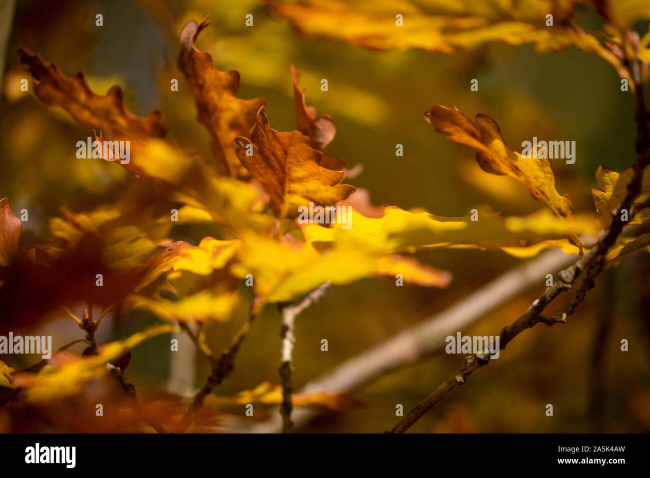 Gold oak leaves hi-res stock photography and images - Alamy
