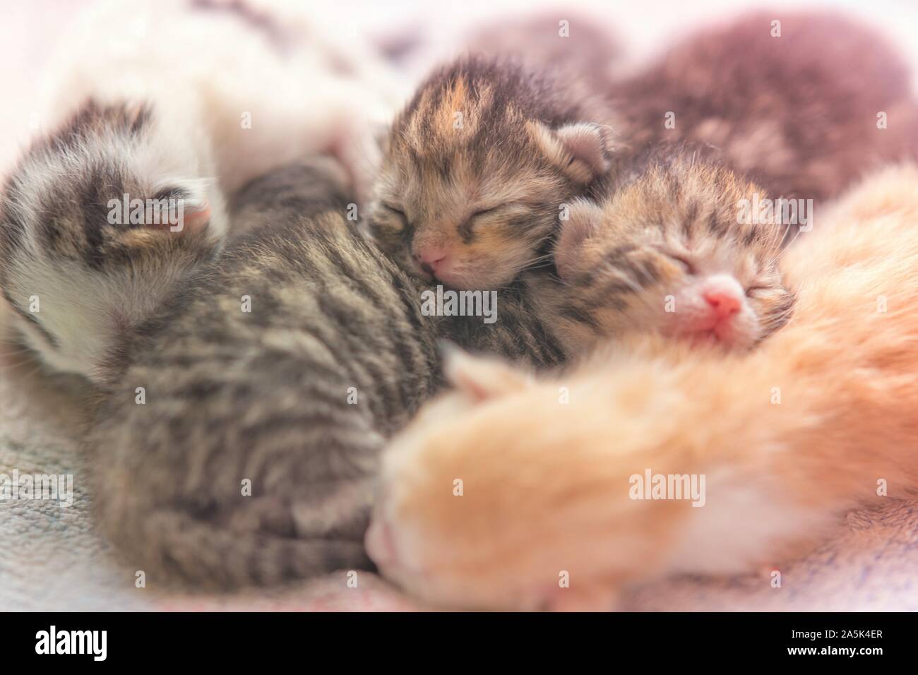 newborn kittens sleeping, small baby animals sleep Stock Photo Alamy