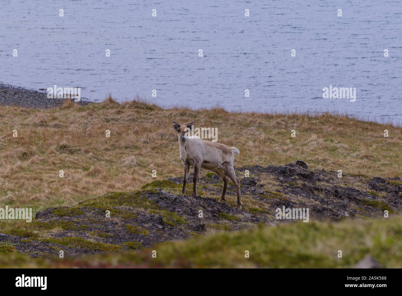 Lone deer on coastline, portrait, Skaftafell, Austur-Skaftafellssysla, Iceland Stock Photo