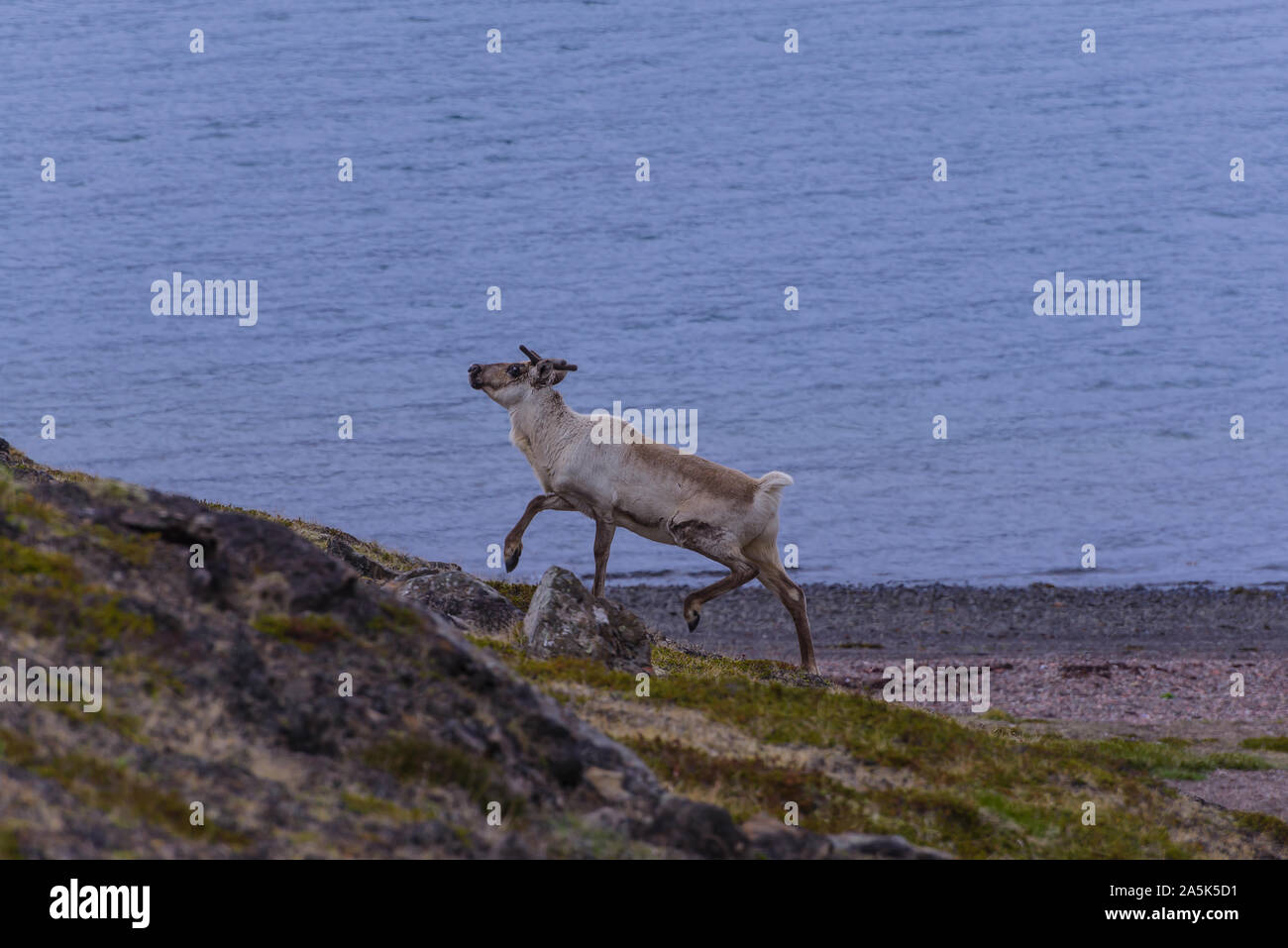 Deer moving up from from beach, Skaftafell, Austur-Skaftafellssysla, Iceland Stock Photo