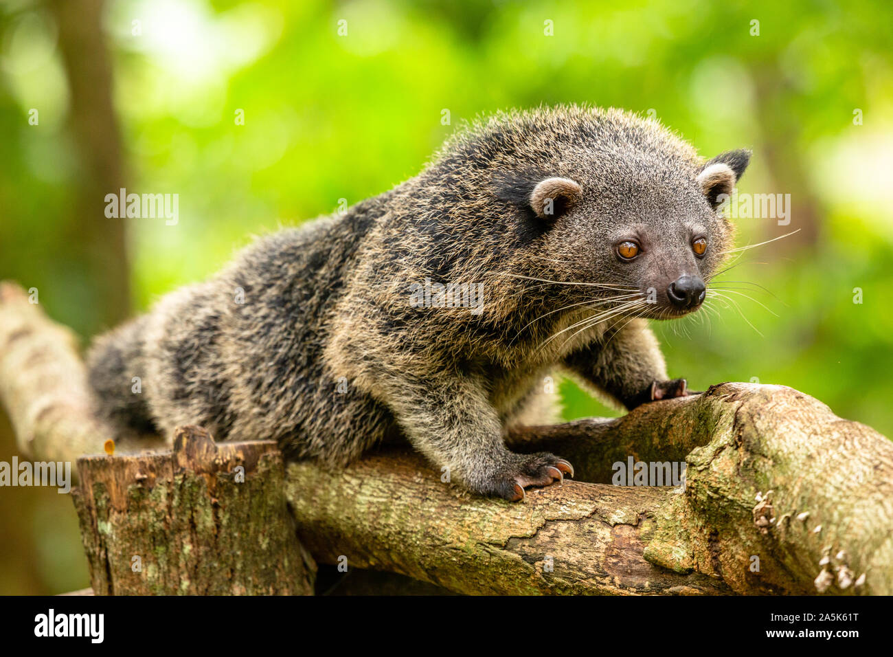 Palawan bearcat hi res stock photography and images Alamy