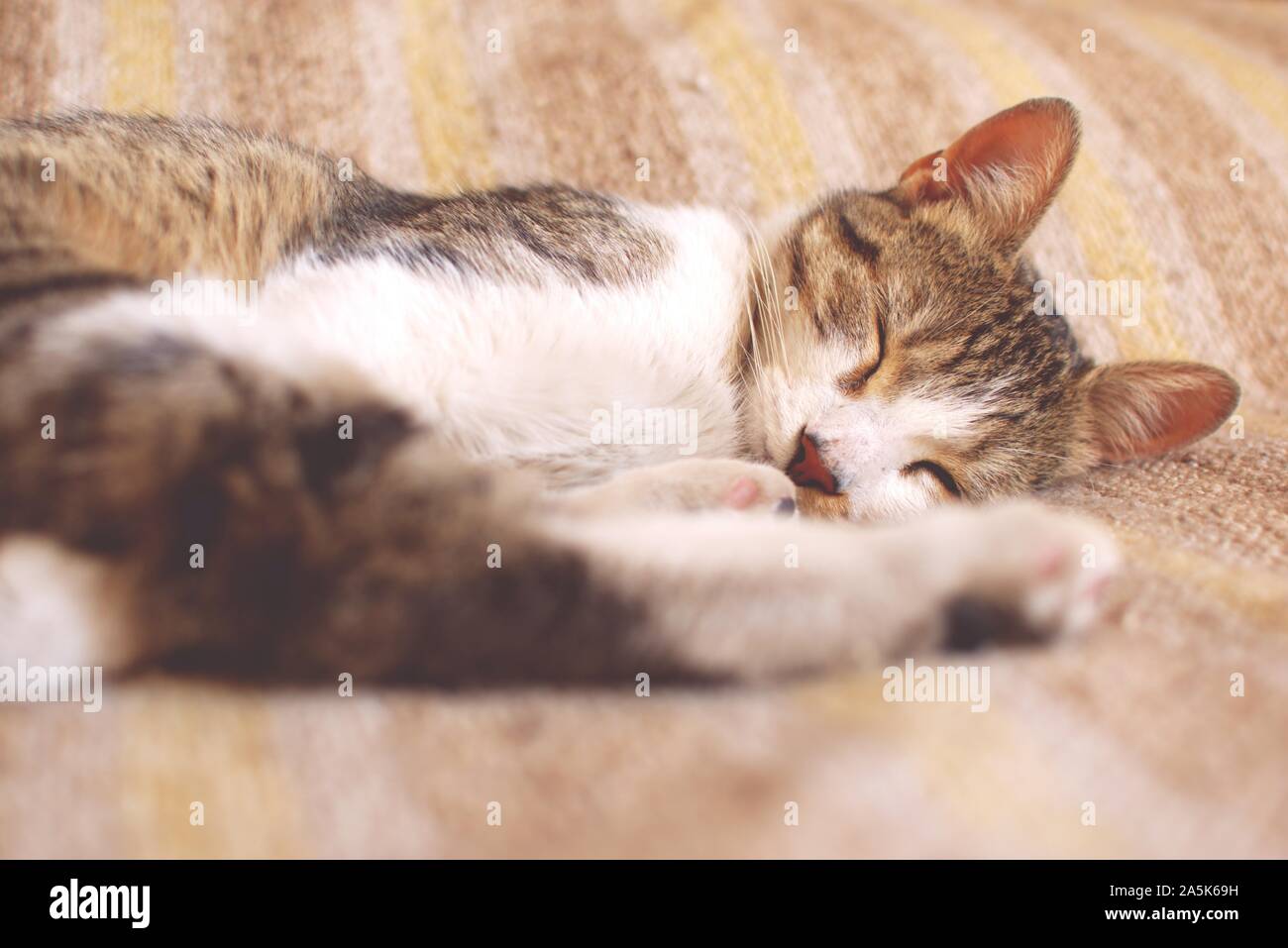 Tabby cat sleeping on bed. Worm's eye, low angle view. Stock Photo