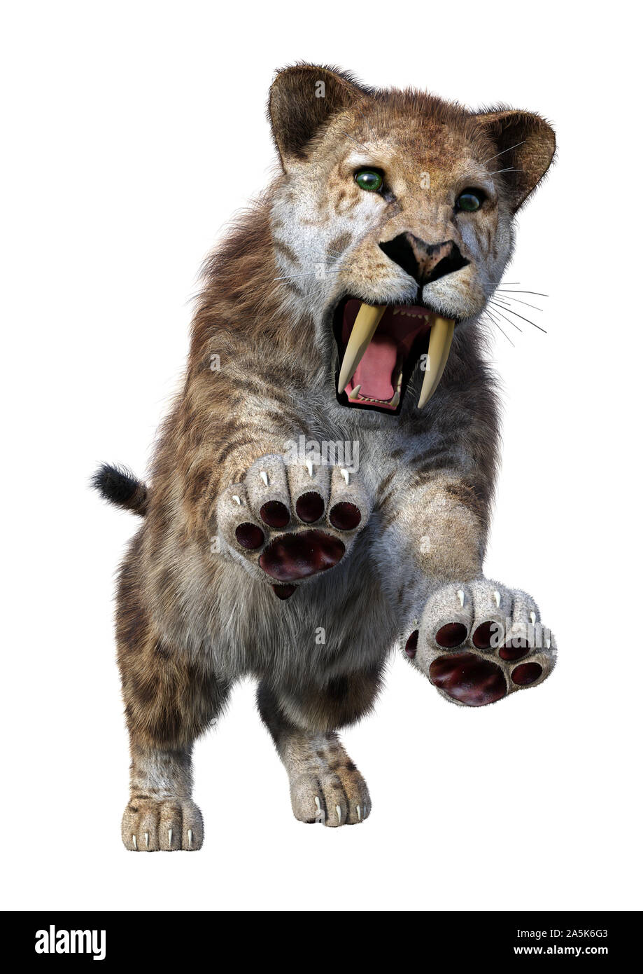 3D rendering of a sabertooth tiger isolated on white background Stock ...