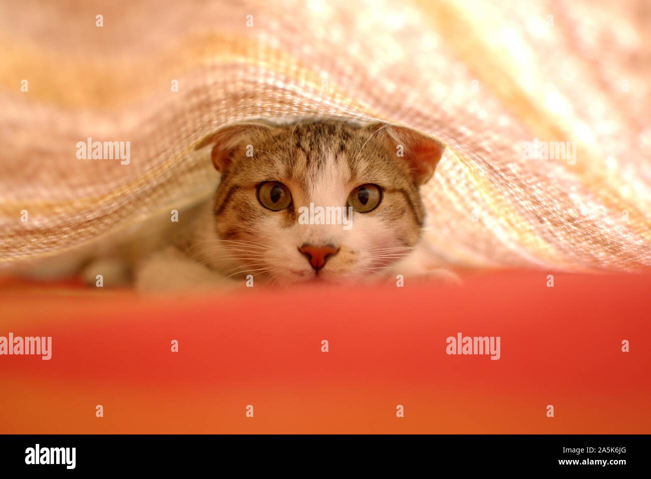 Young tabby cat playing hunt under the blankets on bed. Stock Photo