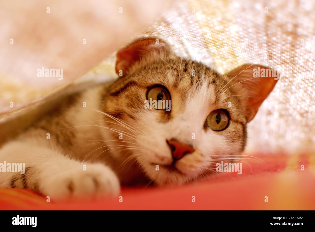 Young tabby cat playing hunt under the blankets on bed. Stock Photo