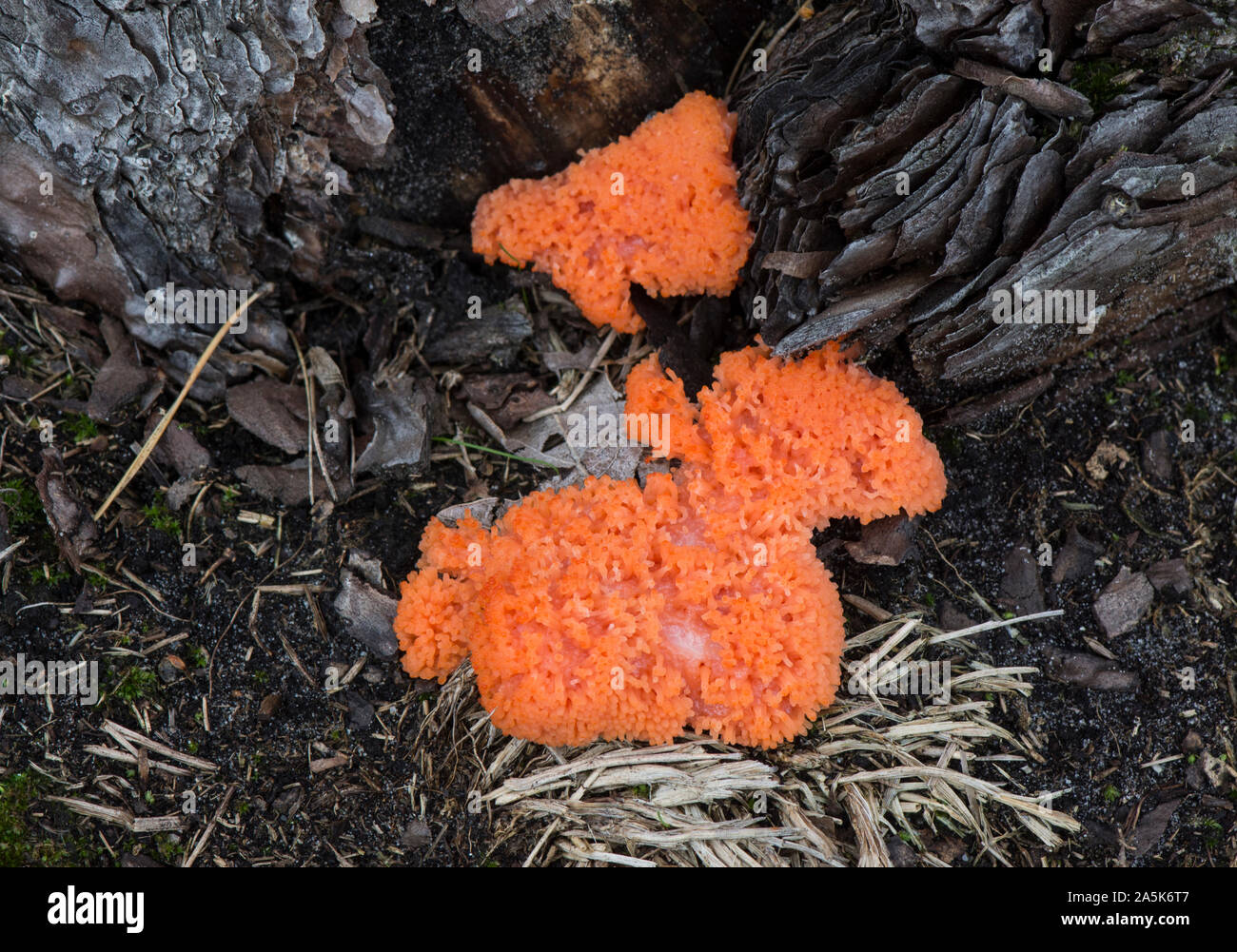 Raspberry Slime mold, Tubifera ferruginosa growing on dead wood. Stock Photo