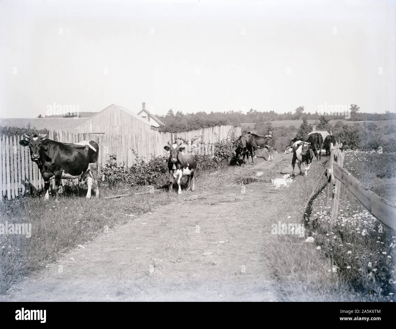 Antique 1902 photograph, captioned “Father’s Cows.” Location unknown, probably Maine, USA. SOURCE: ORIGINAL PHOTOGRAPHIC NEGATIVE Stock Photo