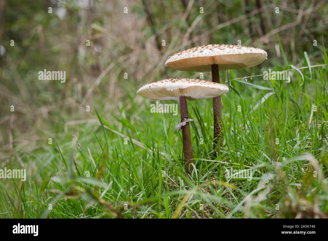 Parasol mushrooms in a green meadow, Parasol mushroom is a edible mushroom, (Macrolepiota procera), Netherlands. Stock Photo