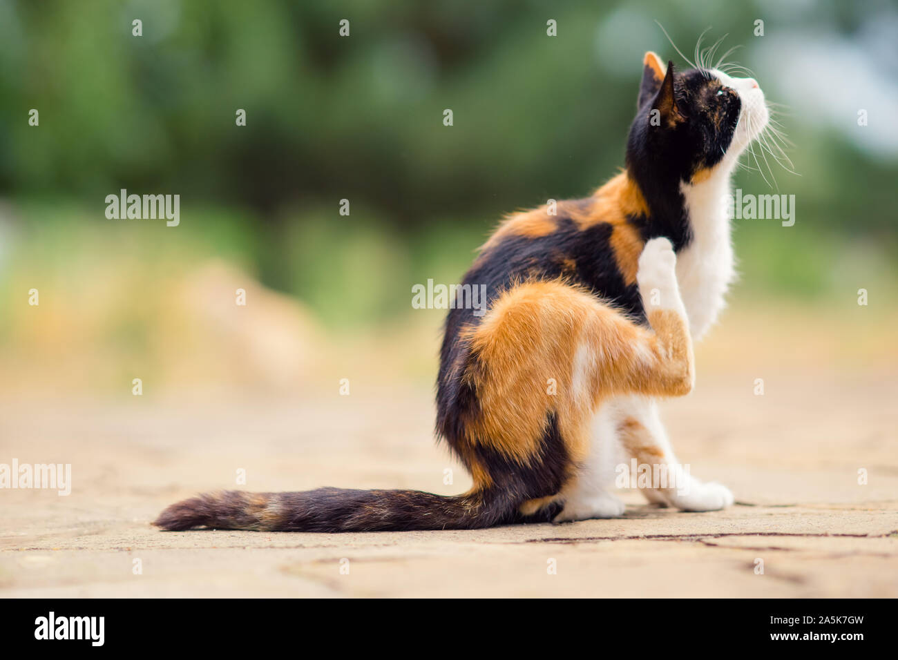 Tricolor cat paw scratches behind the ear. Fleas and ticks in domestic animals. Stock Photo