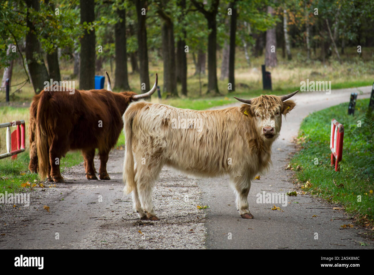 Highland Cattle - It's Nature