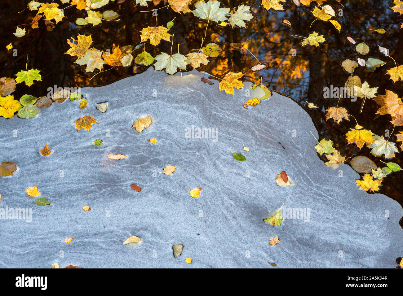 Floating autumn leaf on the water Stock Photo - Alamy
