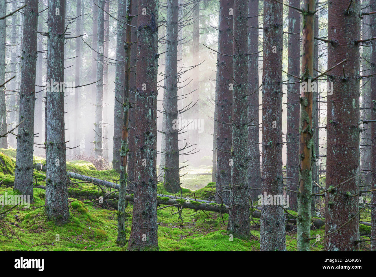 Mist in the coniferous forest Stock Photo