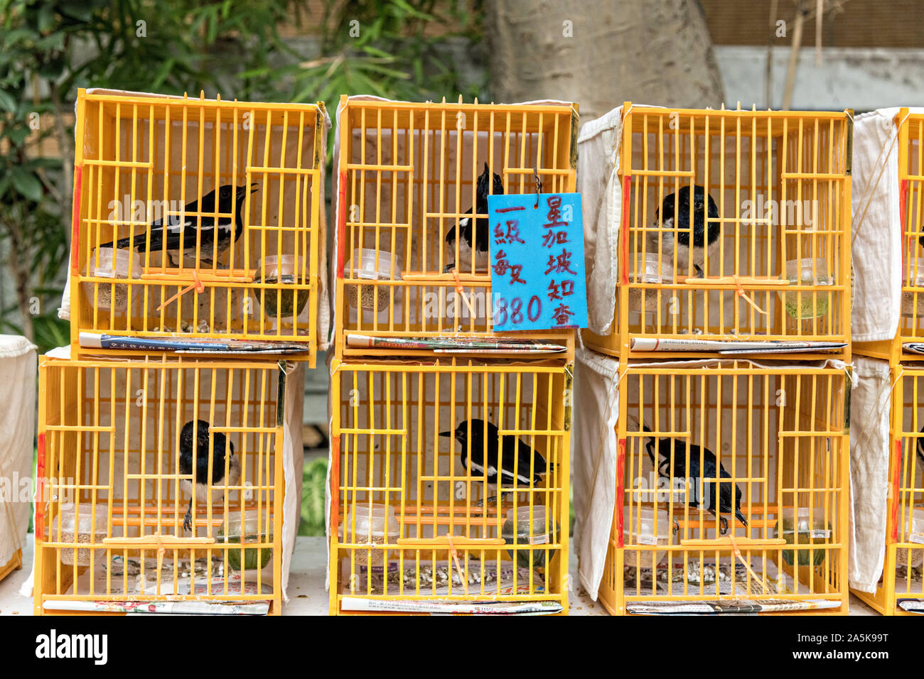 Chinese songbirds in traditional bamboo cages on sale at the Yuen Po Street Bird Garden in Mong Kok, Kowloon, Hong Kong. Stock Photo