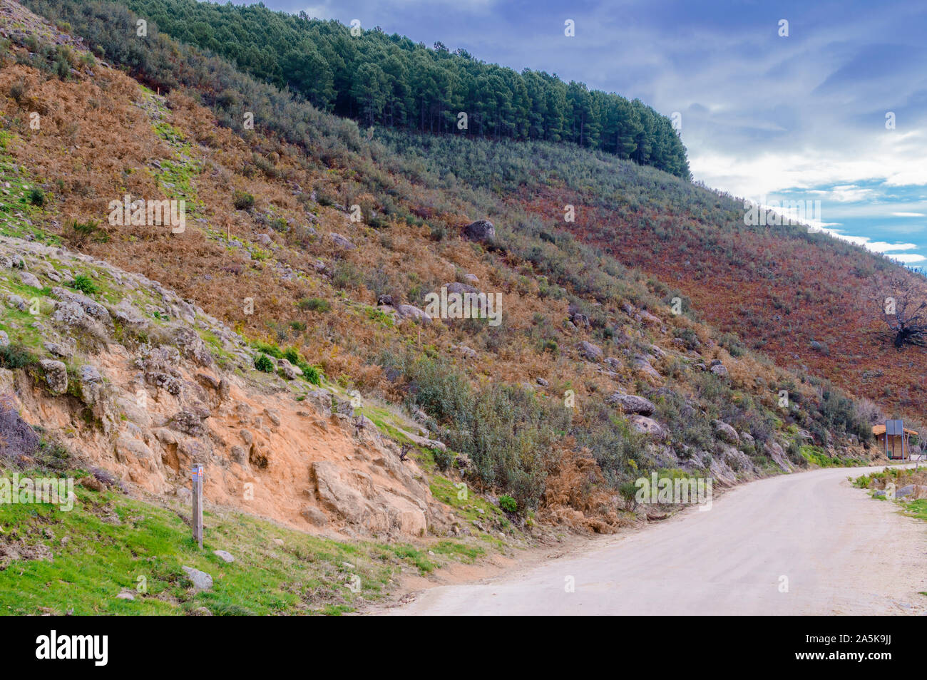 Autumnal Landscape Of The Hillside The Mountain Range Of Gredos Packed With Pine Trees In The Freillo. December 15, 2018. El Raso Avila Castilla Leon Stock Photo