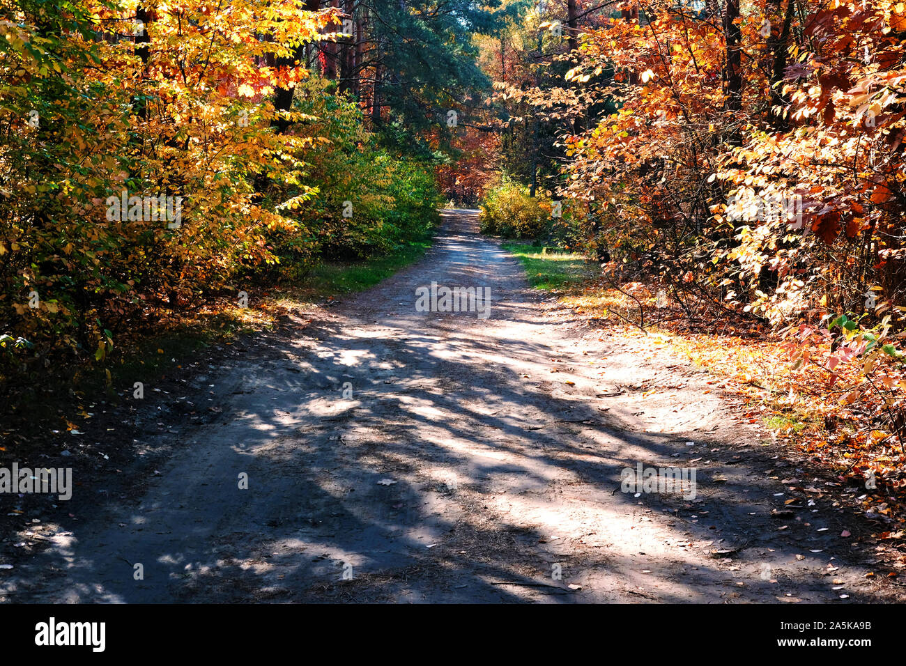 Empty footpath green lush forest hi-res stock photography and images ...