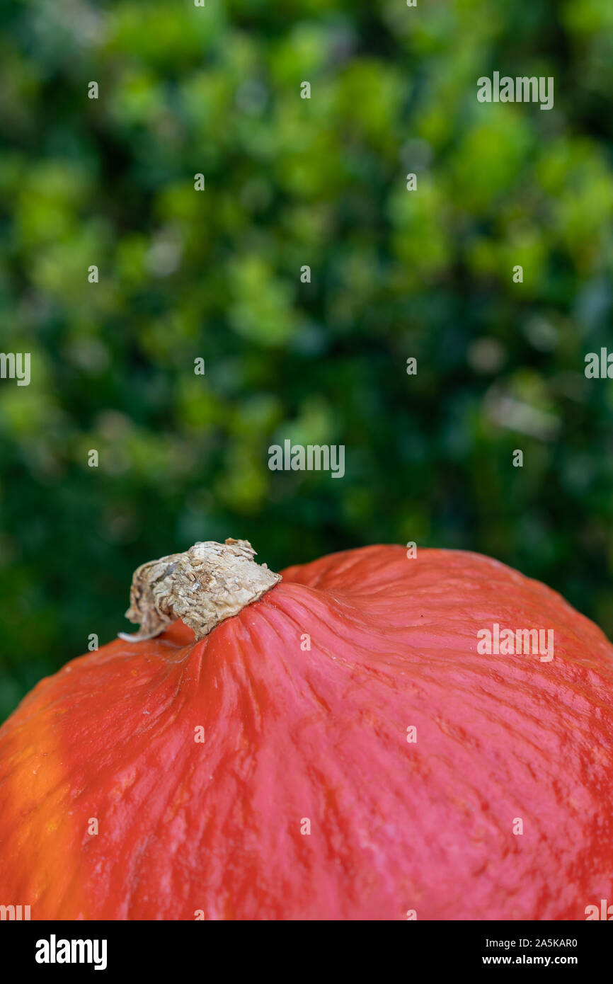 Orange pumpkin in foreground with green buxus in blurred background. Close-up and high angle view. Stock Photo