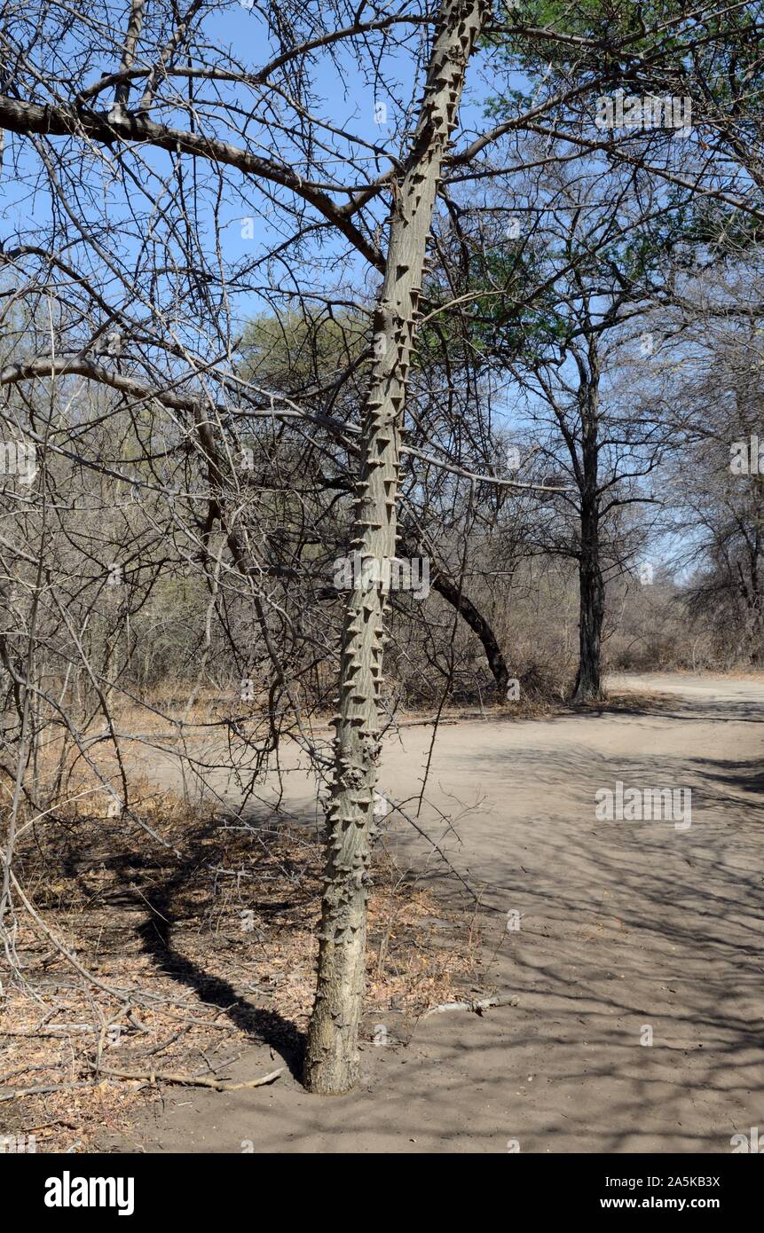 Thorny bark of the Knob thorn Acacia Tree Senegalia nigrescens Botswana Africa Stock Photo